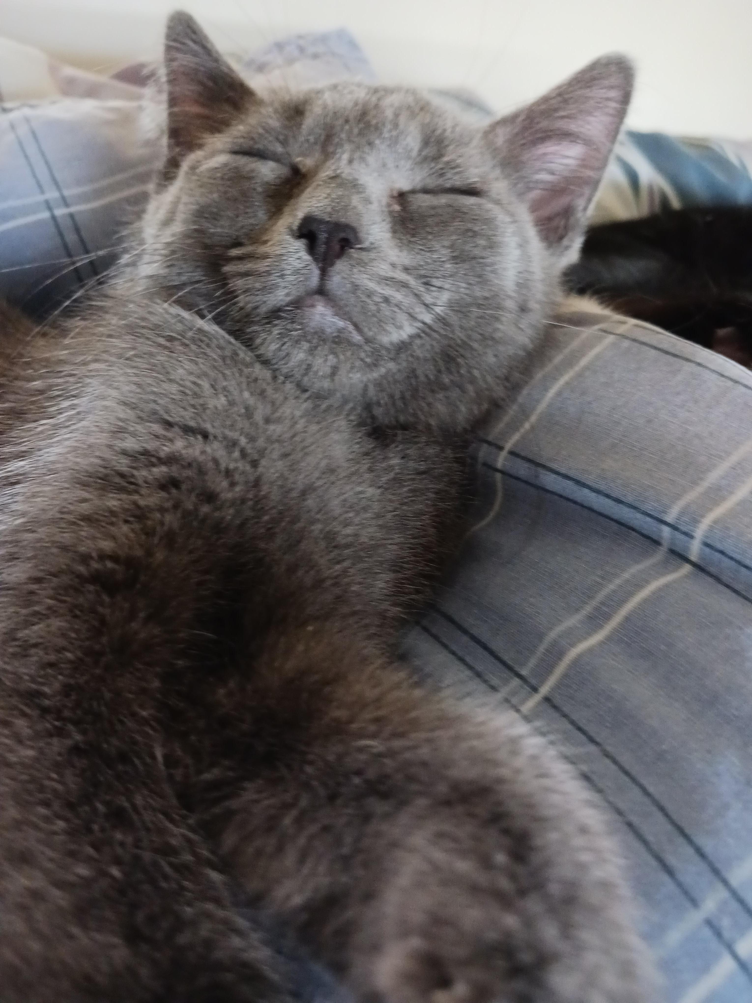 Enlarge Angel — The Little Angel on Your Shoulder, a Adopted Domestic Short Hair in Prescott, AZ image 4/4