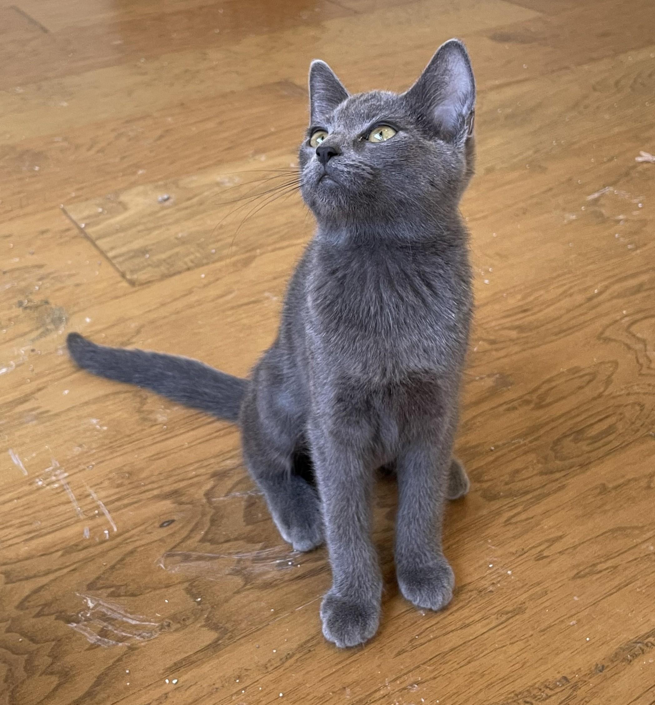 Enlarge Angel — The Little Angel on Your Shoulder, a Adopted Domestic Short Hair in Prescott, AZ image 2/4