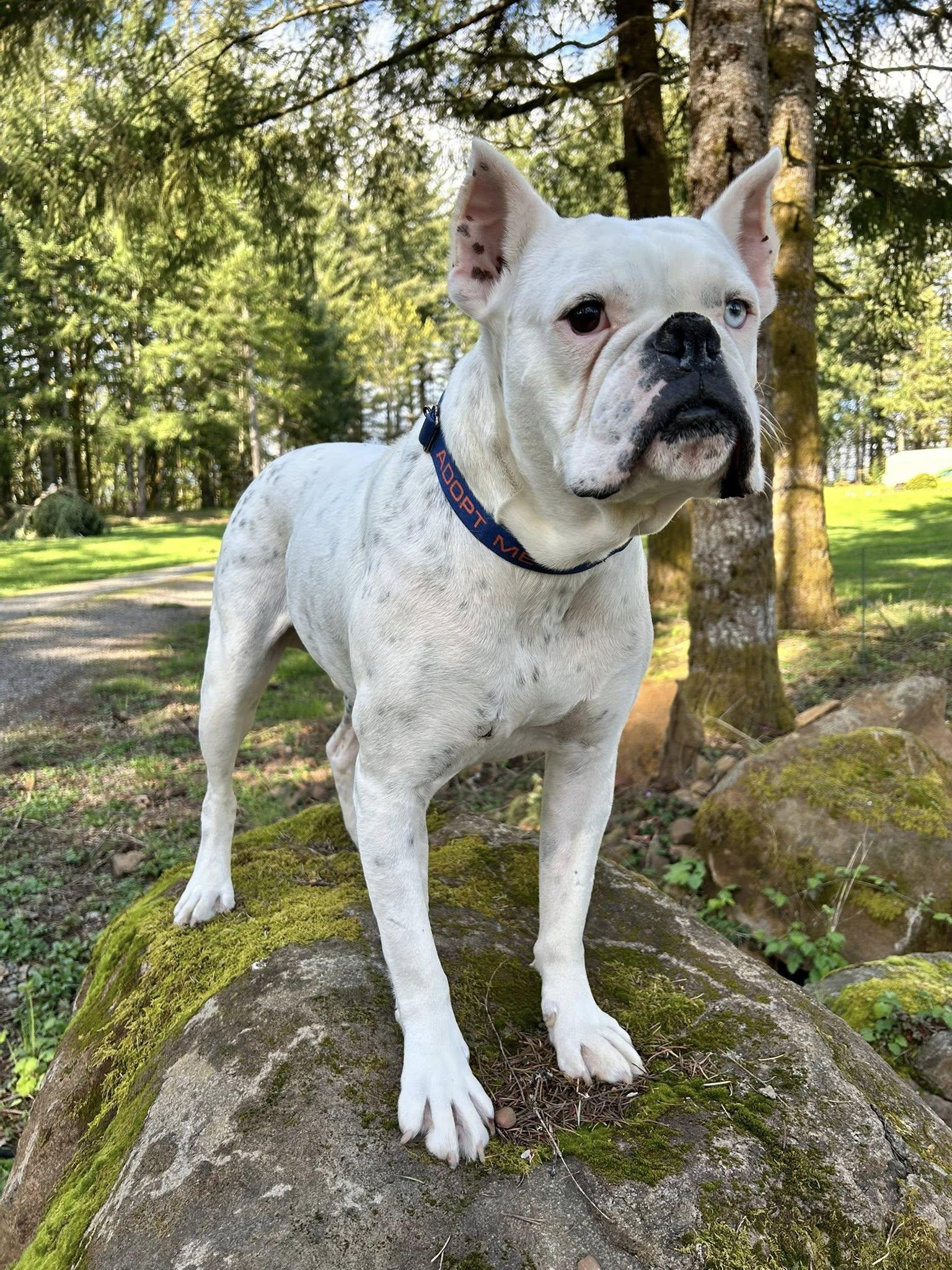 Enlarge Guapo, a Adoptable Boxer in Stanwood, WA image 2/3