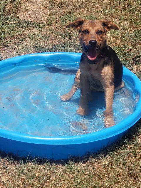 Lily - Courtesy Post