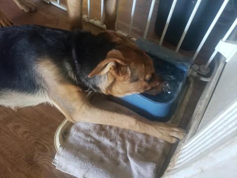 Lily - Courtesy Post