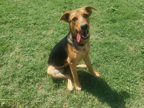 Lily - Courtesy Post