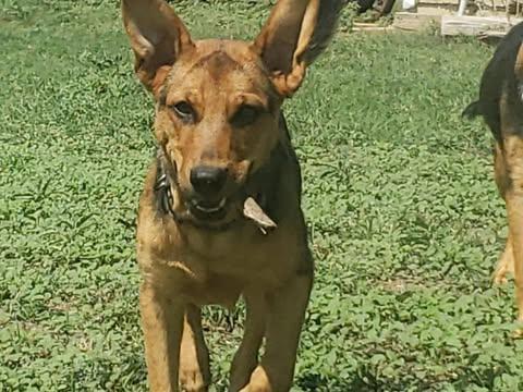 Lily - Courtesy Post