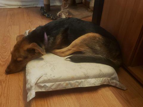 Lily - Courtesy Post