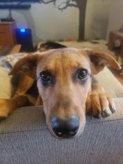 Lily - Courtesy Post