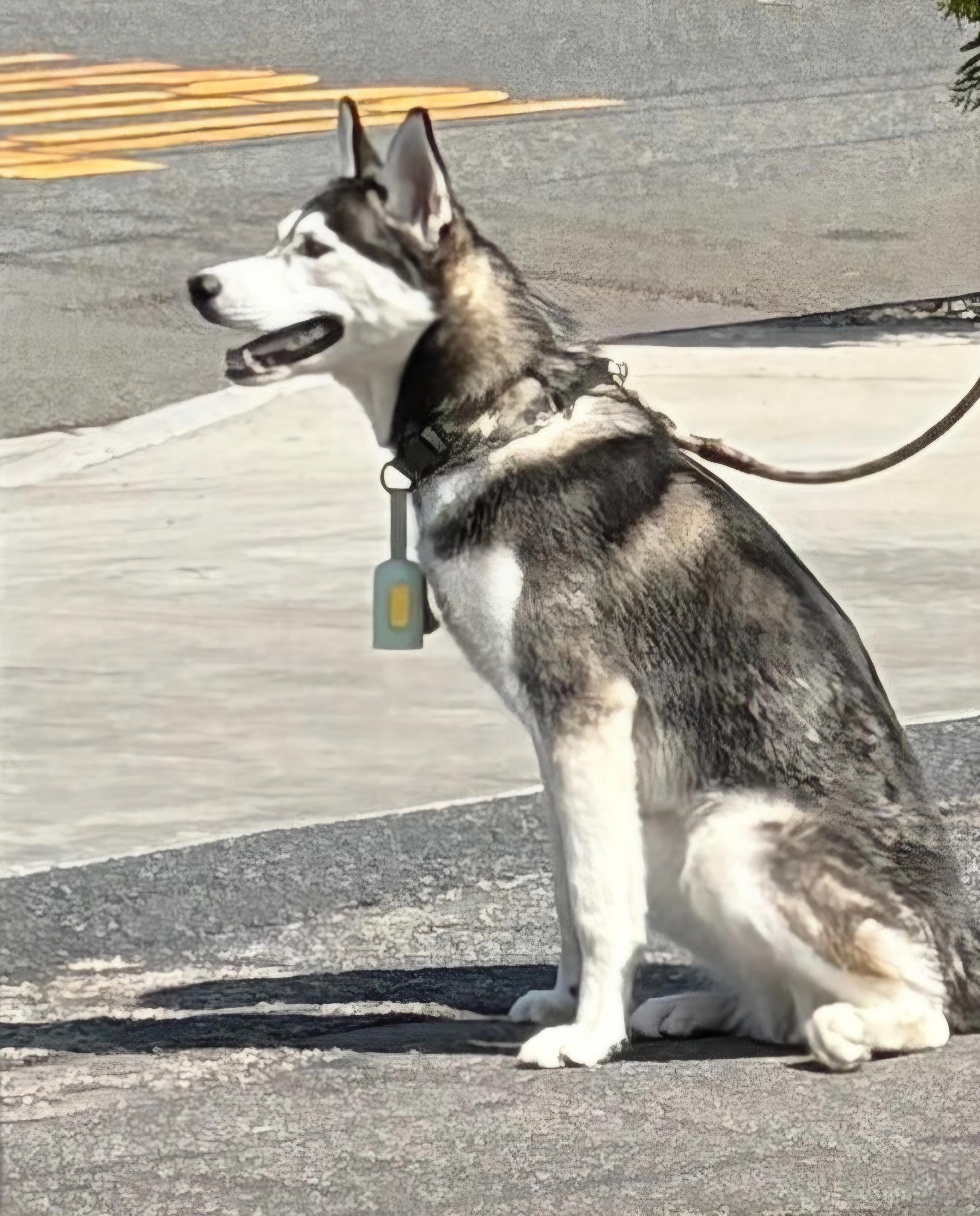 Enlarge Jackson, a Adoptable Siberian Husky in Burbank, CA image 3/4