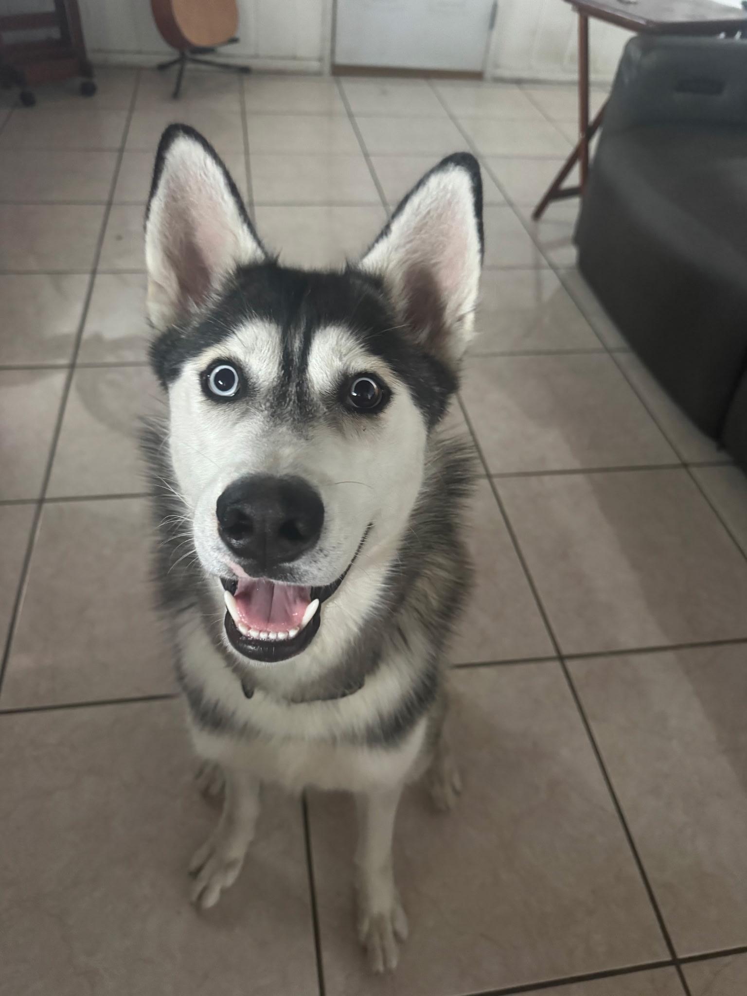Jackson, Adoptable, Young Male Siberian Husky.