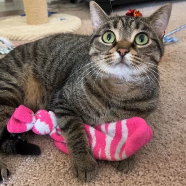 Ding, Adoptable, Adult Female Tabby.