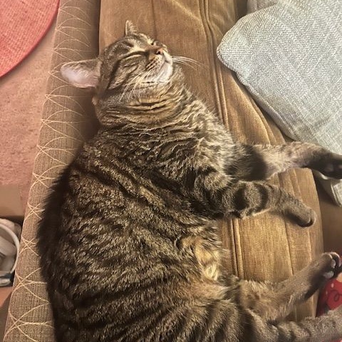 Ding, a Adoptable Tabby in Martinsville, IN image 2/2