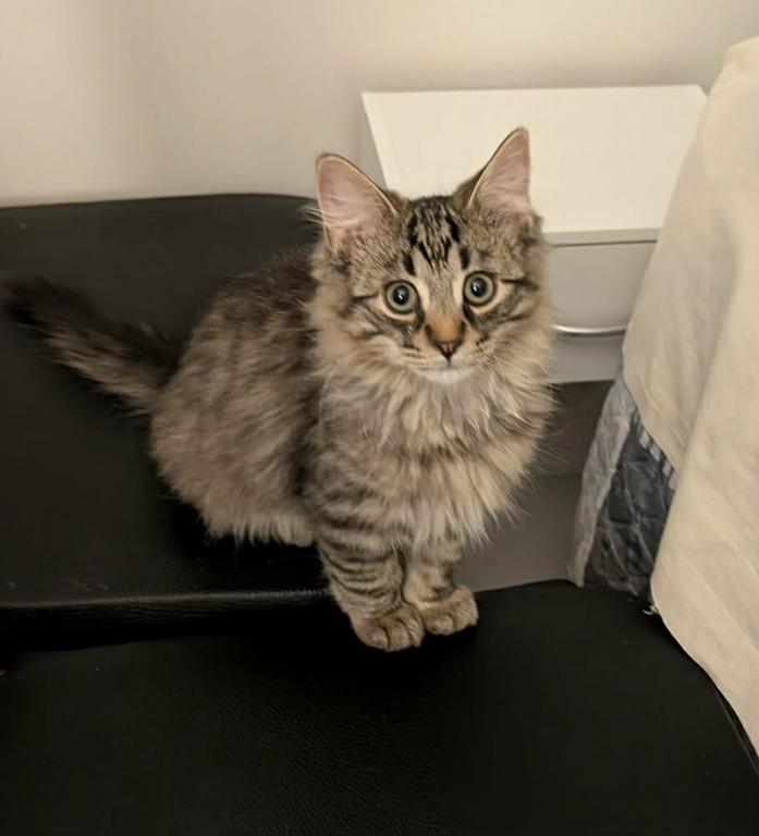 Hector, ADOPTABLE, Kitten Male Domestic Medium Hair.