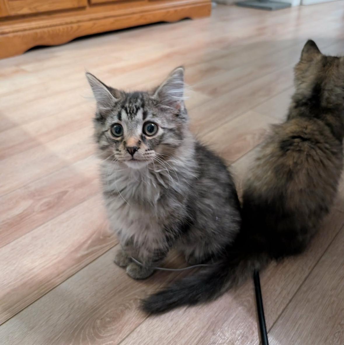 Enlarge Hector, a ADOPTABLE Domestic Medium Hair in Pointe-Claire, QC image 2/2