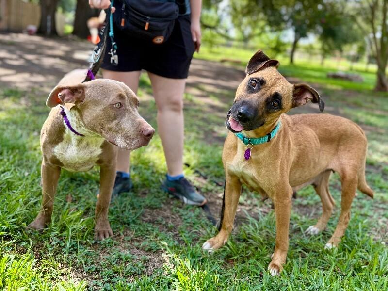 Gigi the Gentle — thumbnail 2