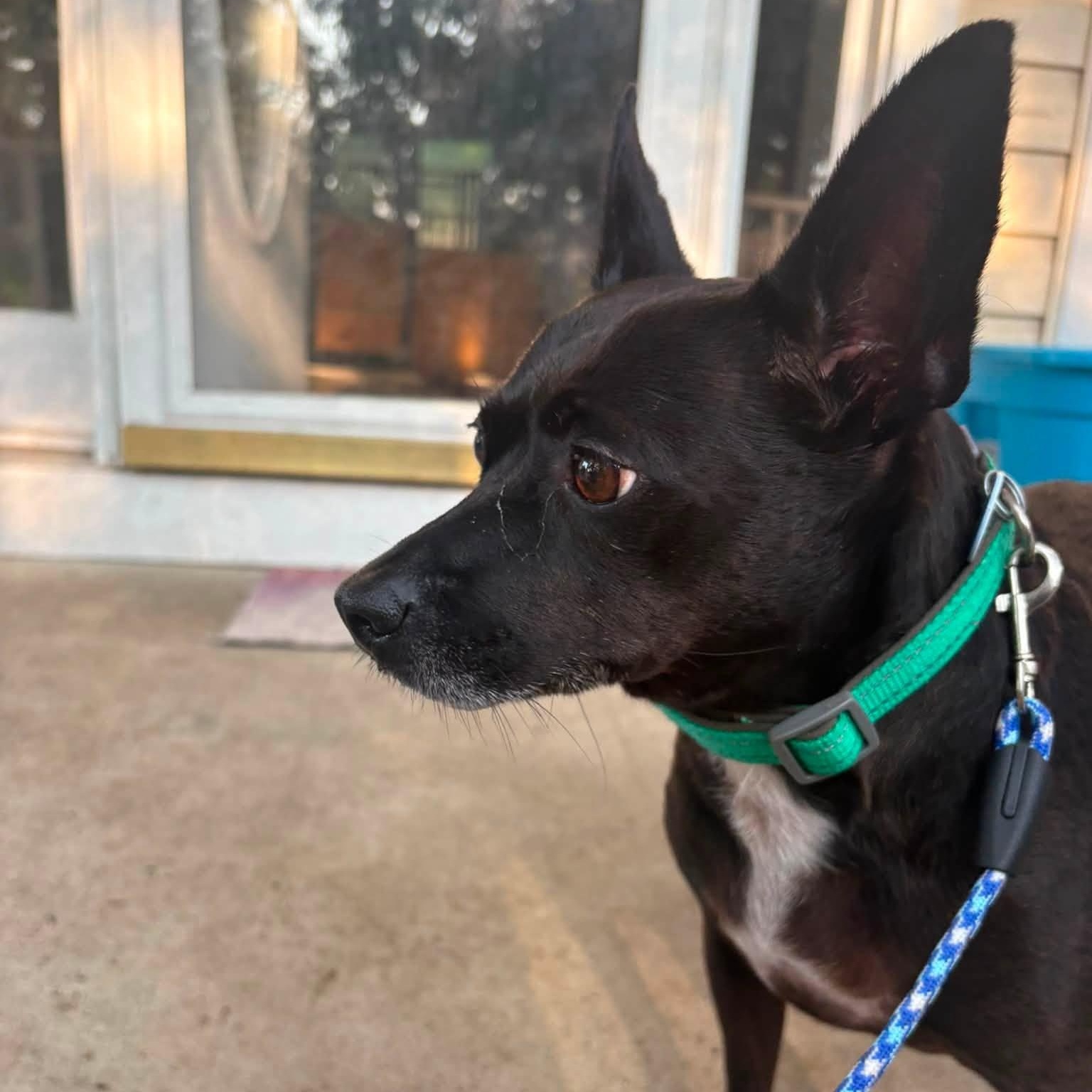 Lilly, an adoptable mixed breed in Severn, MD image 2/6