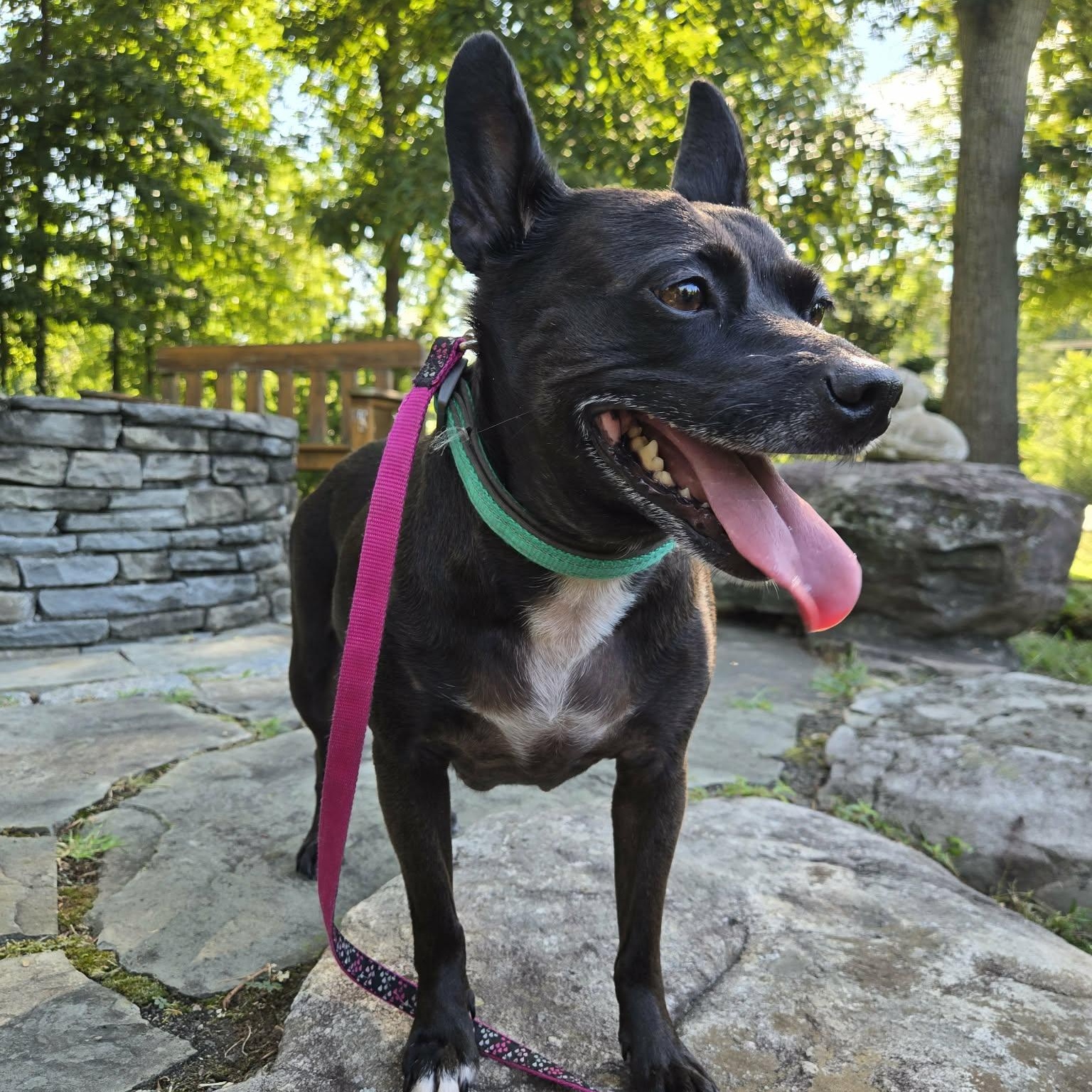 Lilly, an adoptable mixed breed in Severn, MD image 4/6