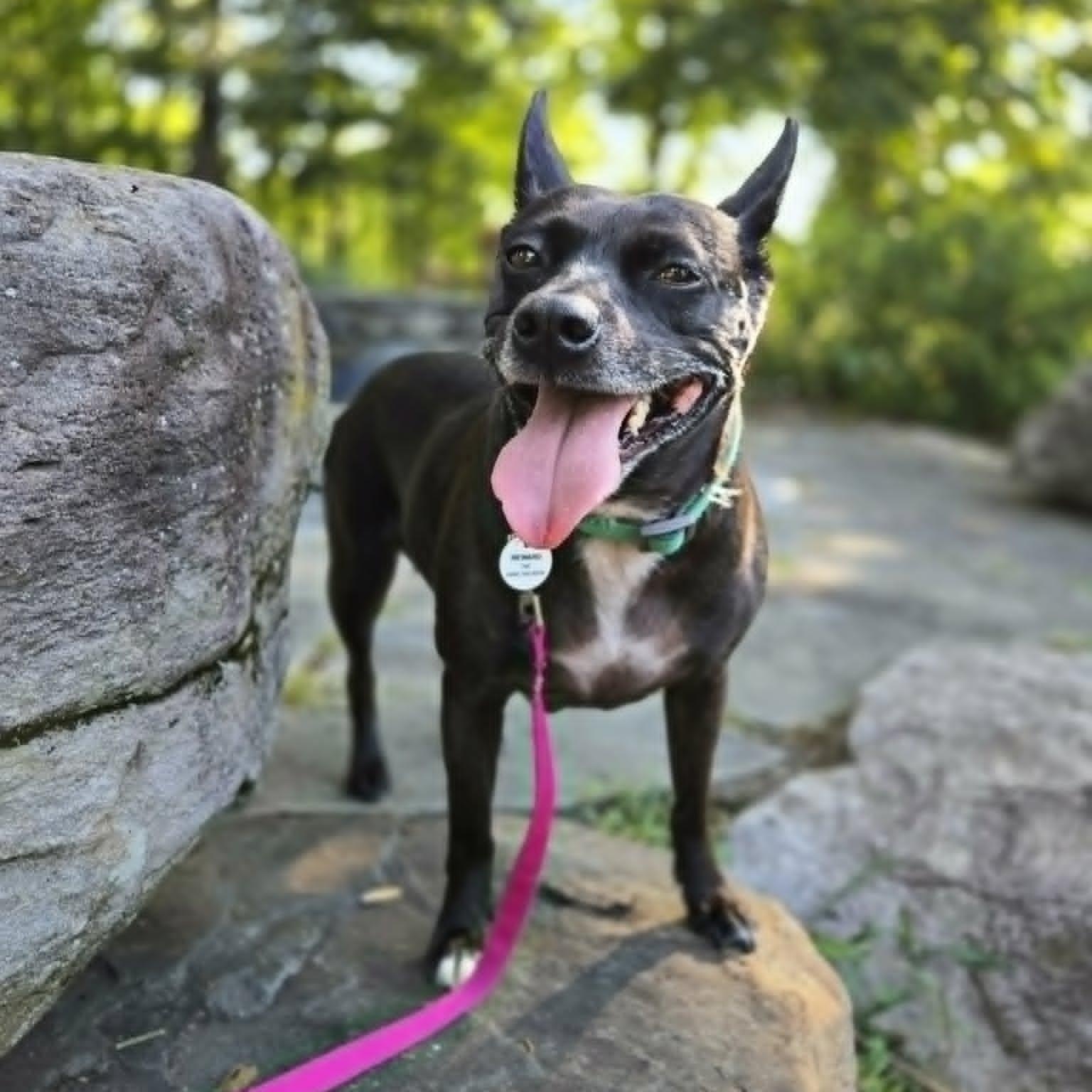 Lilly, an adoptable mixed breed in Severn, MD image 3/6