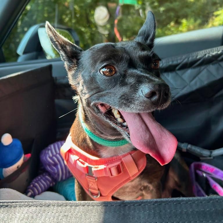 Lilly, an adoptable mixed breed in Severn, MD image 6/6
