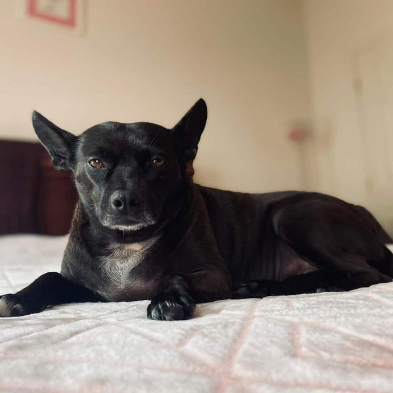 Lilly, adoptable, Adult Female Schipperke & Chihuahua.