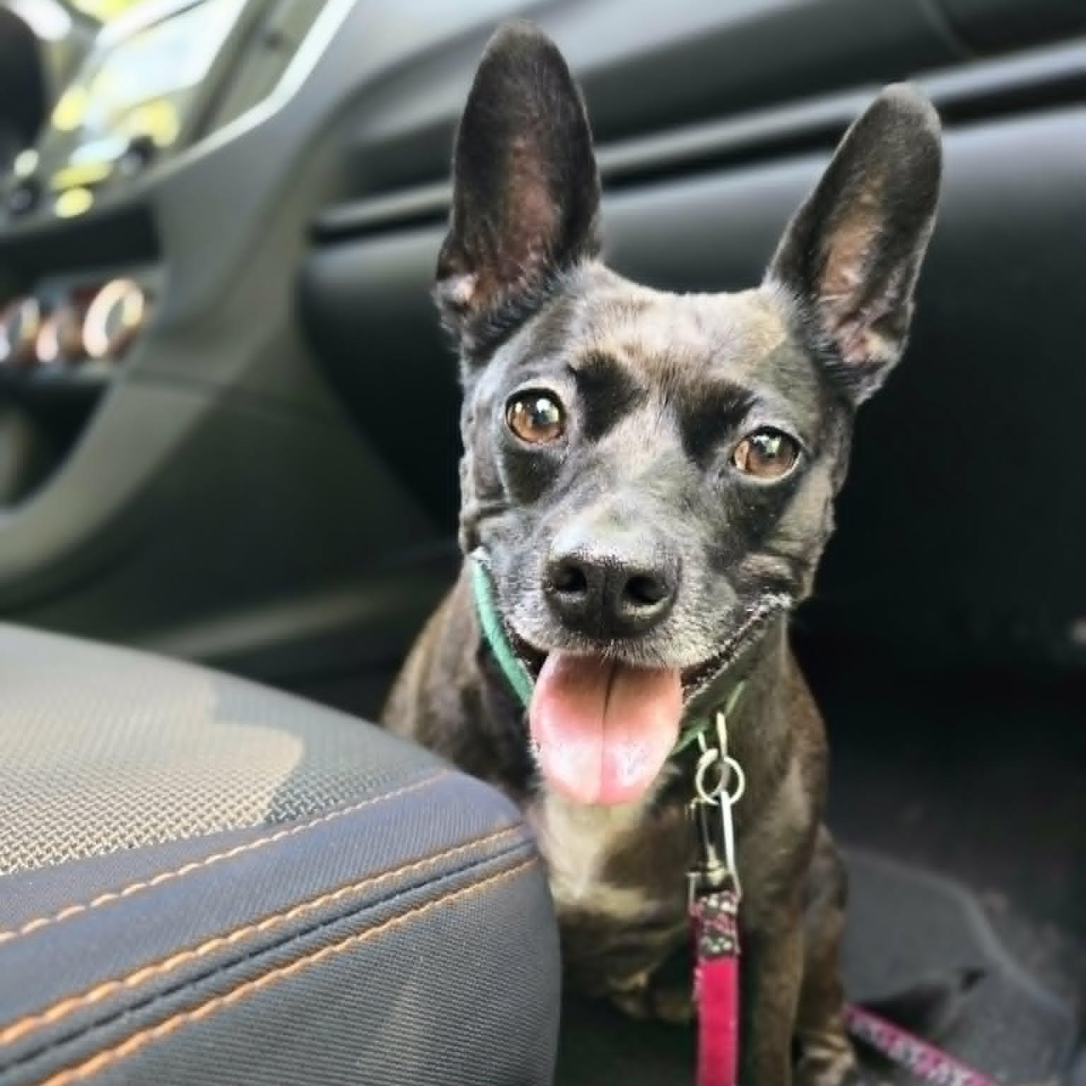 Lilly, an adoptable mixed breed in Severn, MD image 5/6