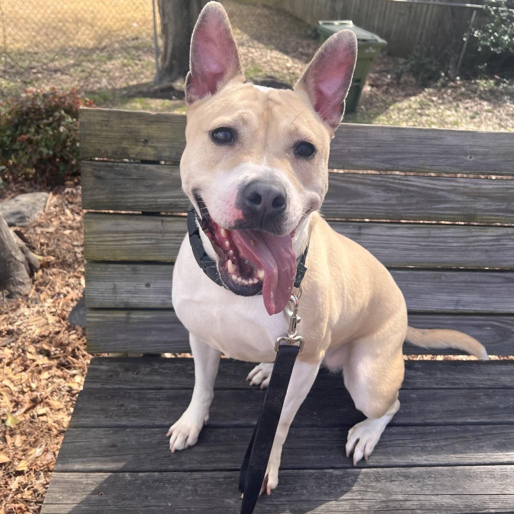 Tator Tot, a Adoptable Mixed Breed in Columbus, GA image 1/6
