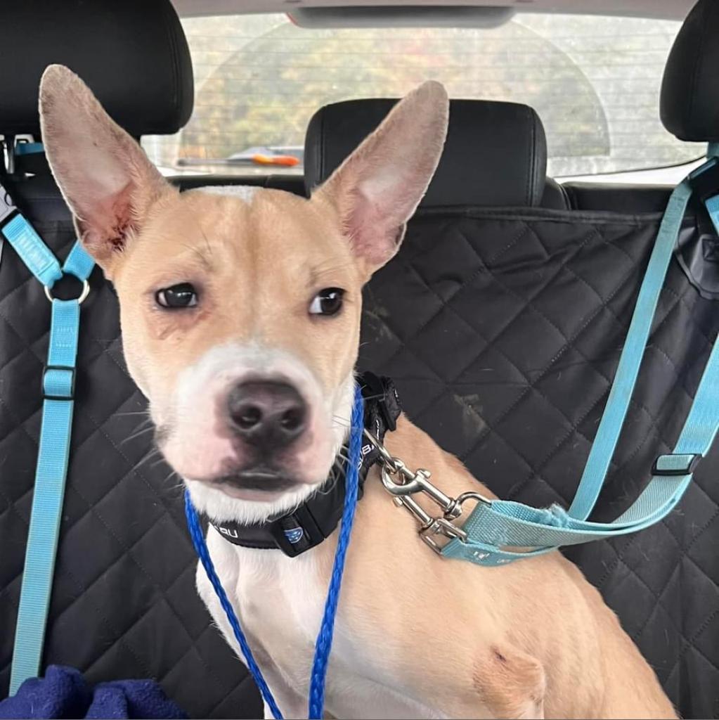 Tator Tot, Adoptable, Adult Female Mixed Breed.