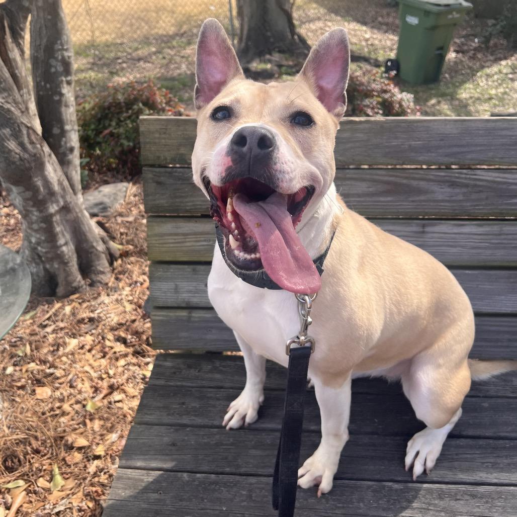 Tator Tot, a Adoptable Mixed Breed in Columbus, GA image 6/6