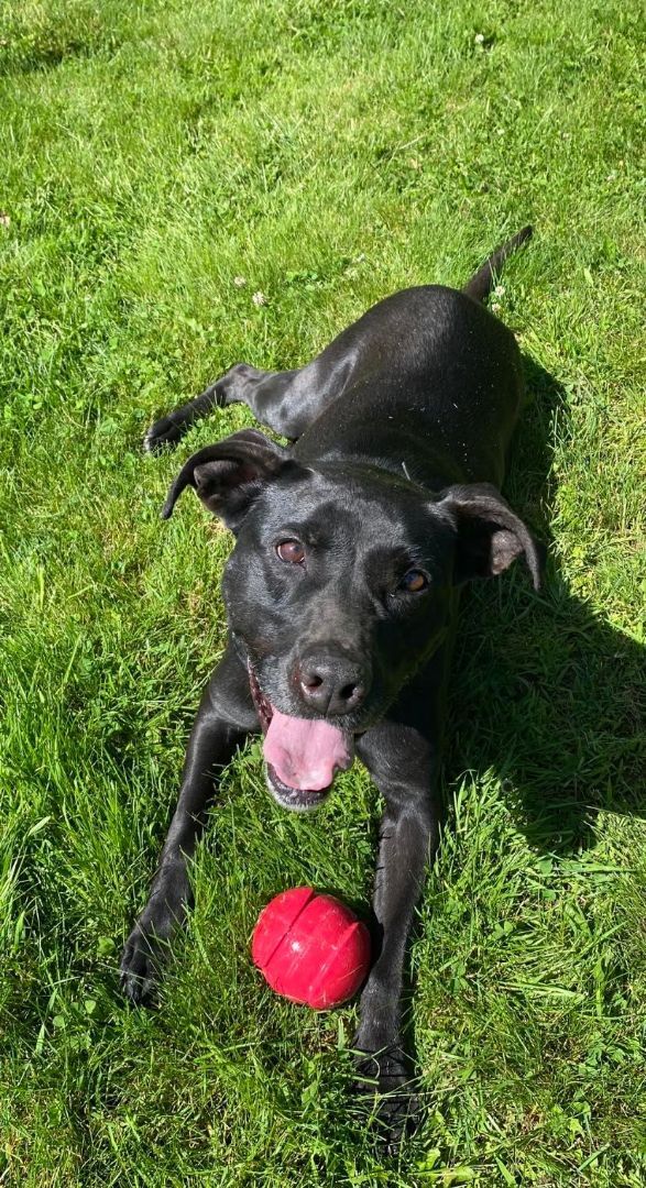 Becky - in Maine, a Adoptable mixed breed in Kennebunkport, ME image 1/12