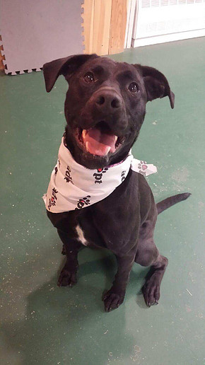 Becky - in Maine, a Adoptable mixed breed in Kennebunkport, ME image 2/12