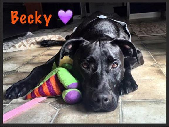 Becky - in Maine, a Adoptable mixed breed in Kennebunkport, ME image 4/12