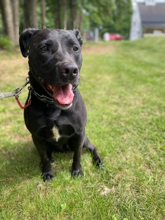 Becky - in Maine, a Adoptable mixed breed in Kennebunkport, ME image 6/12