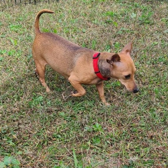 Enlarge Schnitzel, a Adopted mixed breed in Mechanicsville, MD image 3/5