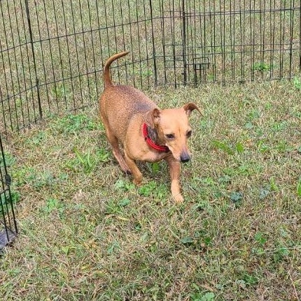 Enlarge Schnitzel, a Adopted mixed breed in Mechanicsville, MD image 2/5