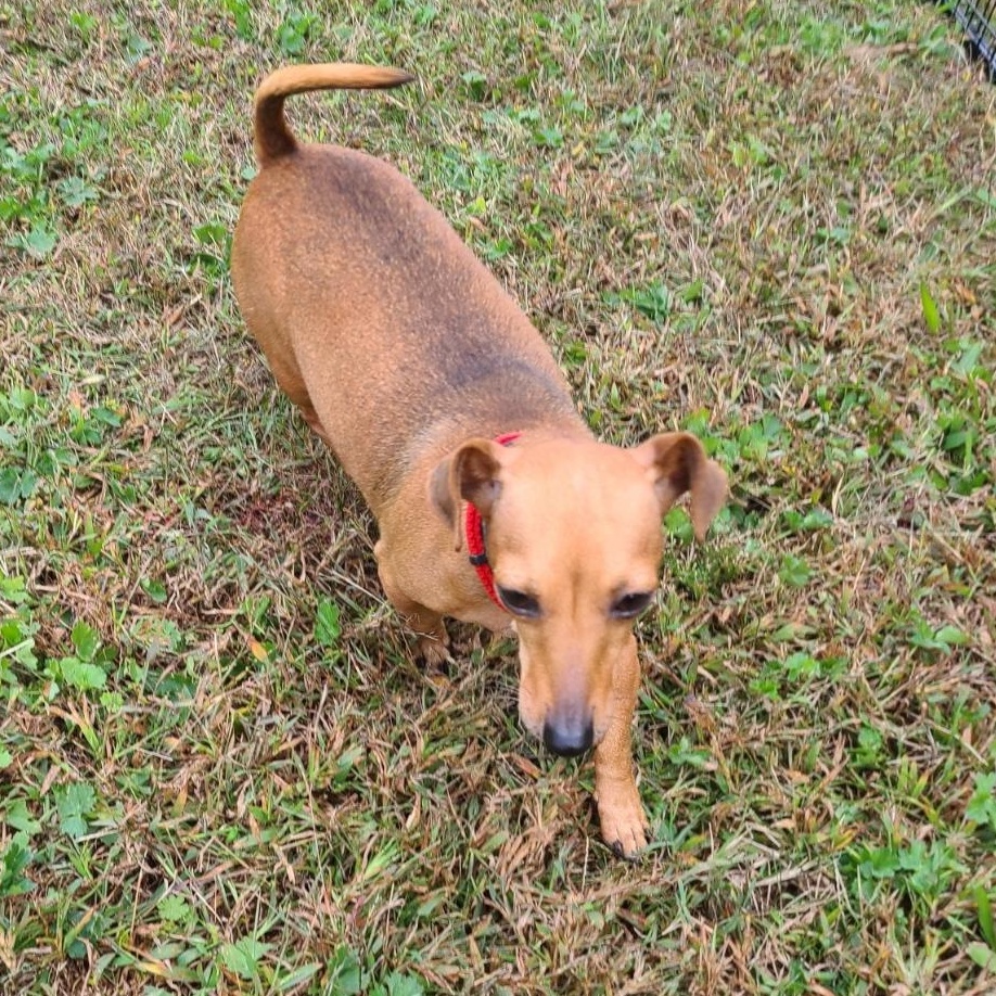 Enlarge Schnitzel, a Adopted mixed breed in Mechanicsville, MD image 1/5