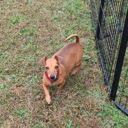 Enlarge Schnitzel, a Adopted mixed breed in Mechanicsville, MD image 4/5