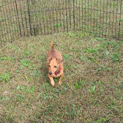Enlarge Schnitzel, a Adopted mixed breed in Mechanicsville, MD image 5/5