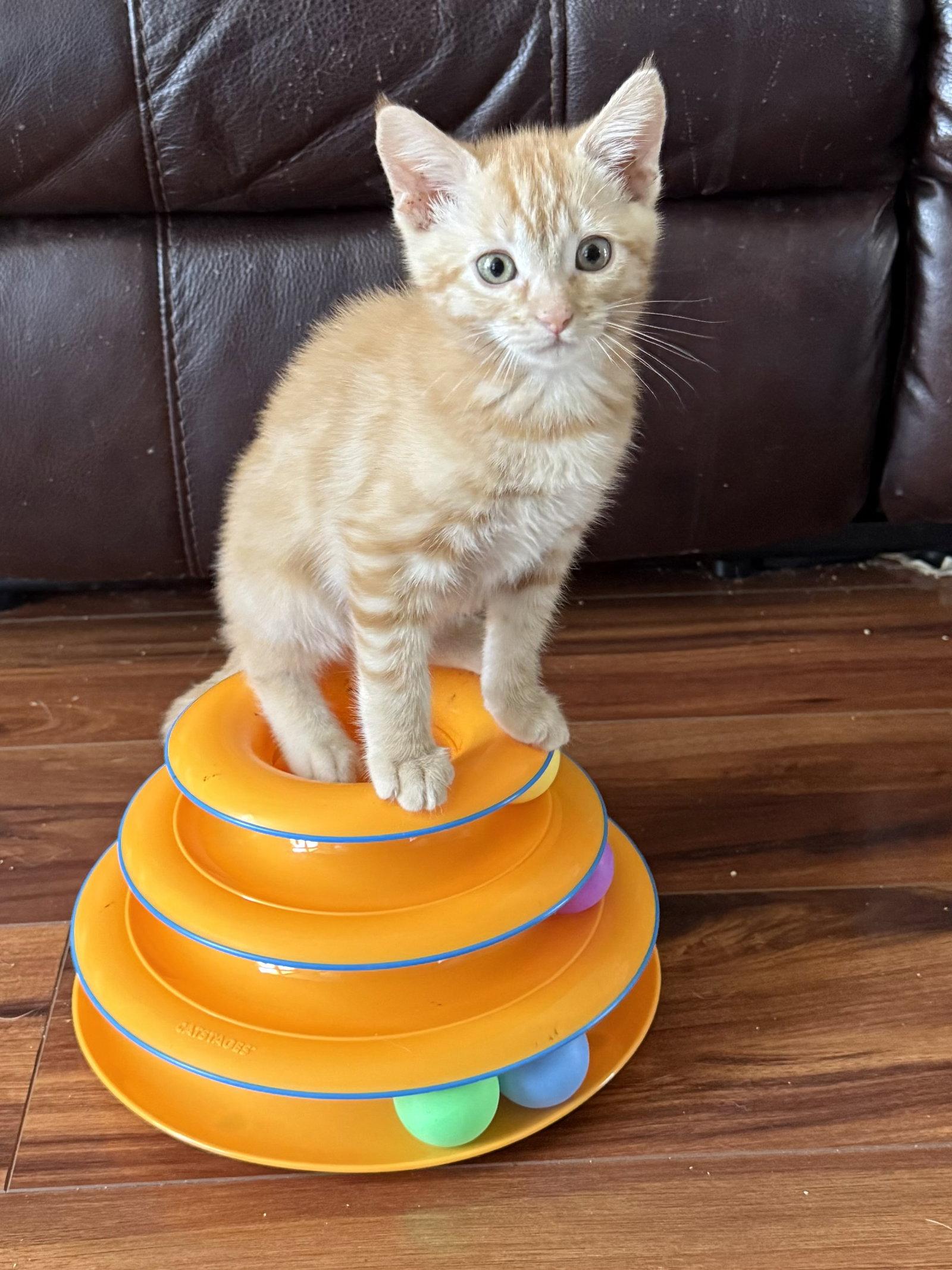 Cheeto (bonded with Bandit), Adoptable, Kitten Male Domestic Medium Hair & Tabby.