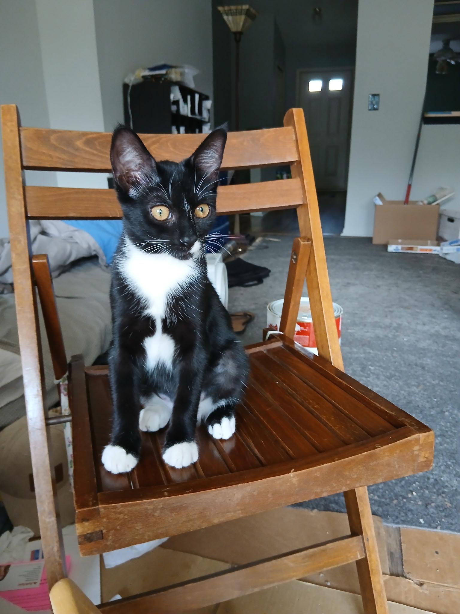 Danielle (Dani), ADOPTABLE, Kitten Female Domestic Short Hair.