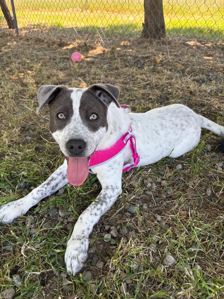 Chai, Adoptable, Puppy Female Pit Bull Terrier & Mixed Breed.