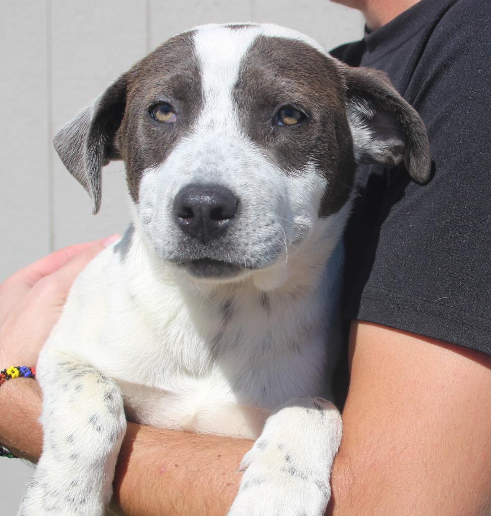 Chai, Adoptable, Puppy Female Pit Bull Terrier & Mixed Breed.