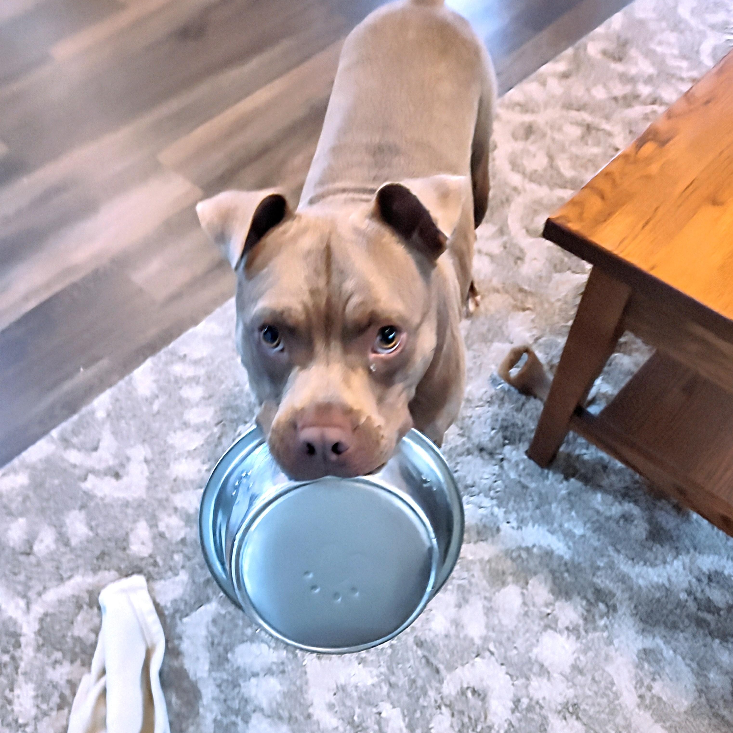 Harley, a Adoptable Pit Bull Terrier in Westchester, IL image 2/6