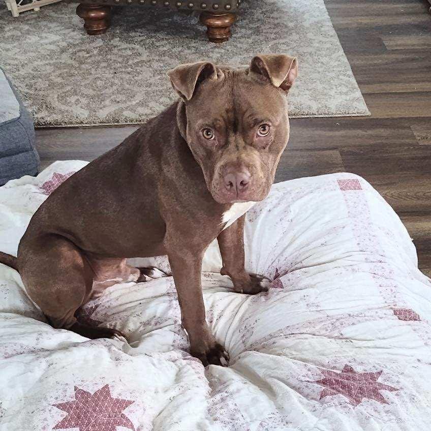 Harley, a Adoptable Pit Bull Terrier in Westchester, IL image 6/6