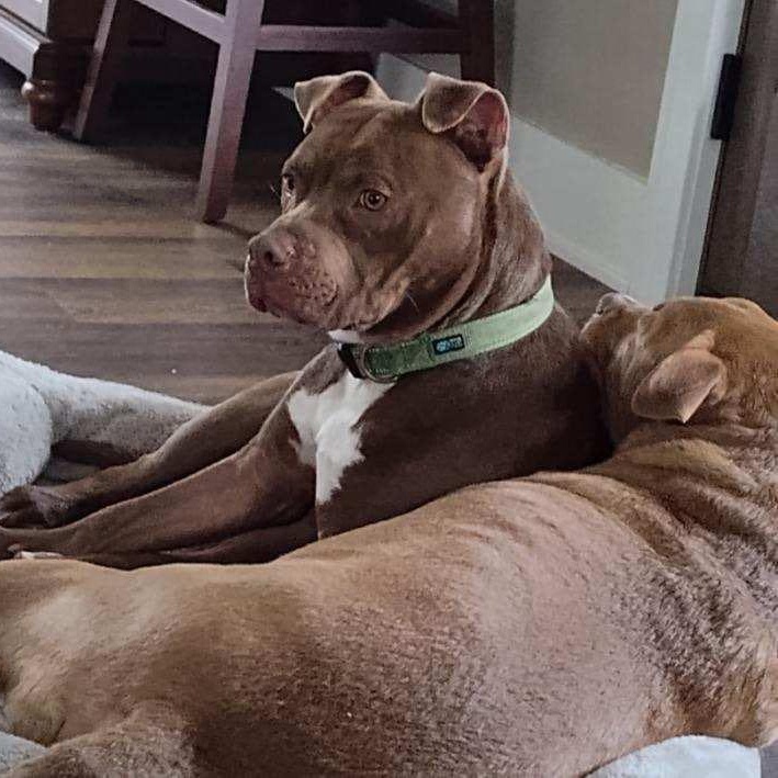 Harley, a Adoptable Pit Bull Terrier in Westchester, IL image 5/6