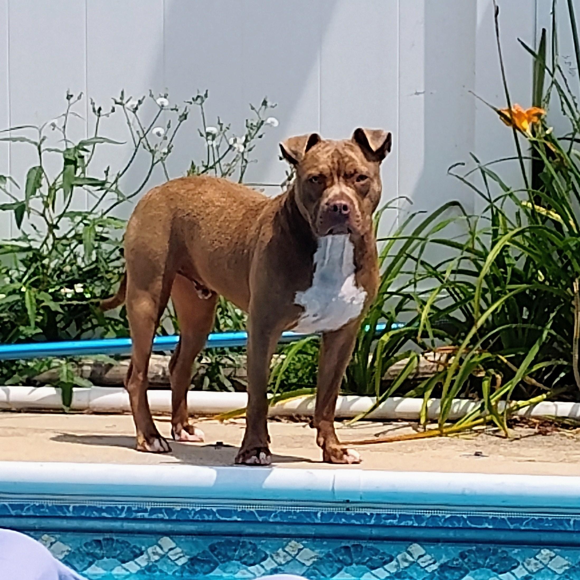 Harley, a Adoptable Pit Bull Terrier in Westchester, IL image 4/6