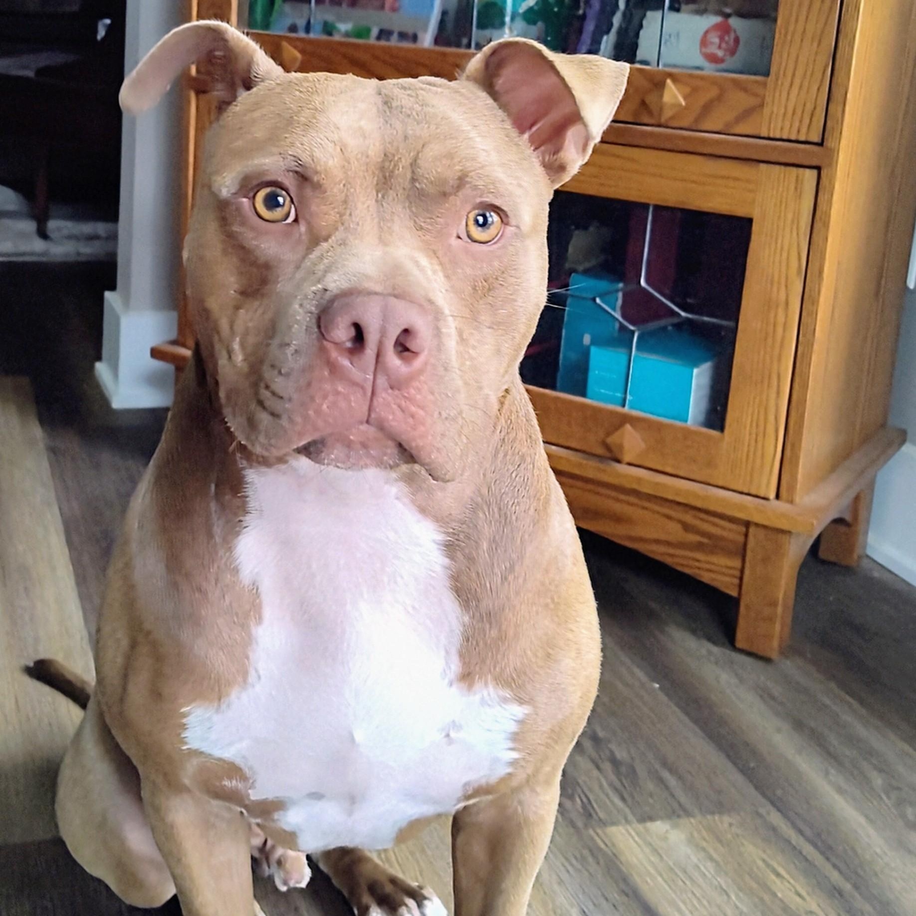 Harley, a Adoptable Pit Bull Terrier in Westchester, IL image 1/6