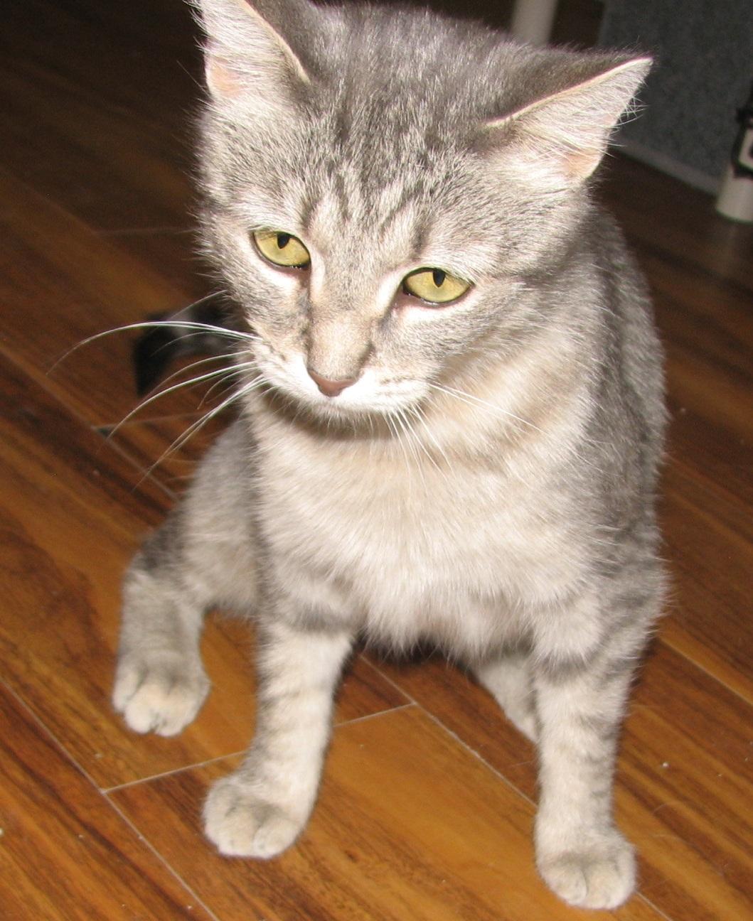 Enlarge 5488 Stacy, a ADOPTABLE Tabby in Lawrenceburg, KY image 6/6