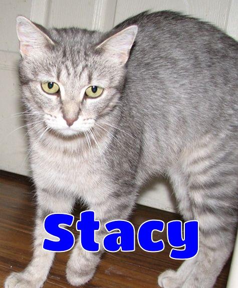 Enlarge 5488 Stacy, a ADOPTABLE Tabby in Lawrenceburg, KY image 1/6