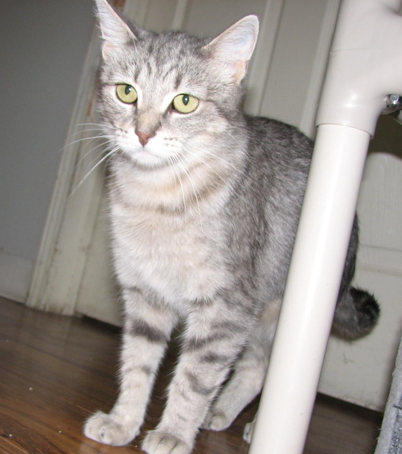 Enlarge 5488 Stacy, a ADOPTABLE Tabby in Lawrenceburg, KY image 3/6