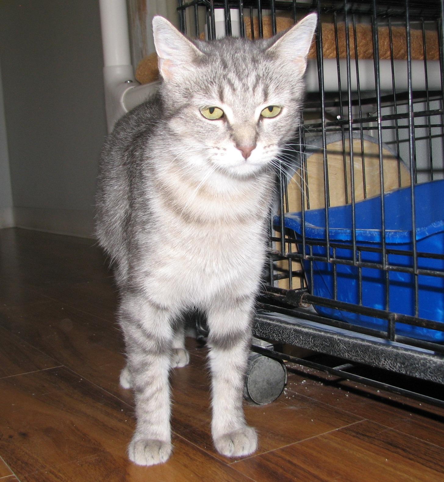 Enlarge 5488 Stacy, a ADOPTABLE Tabby in Lawrenceburg, KY image 2/6