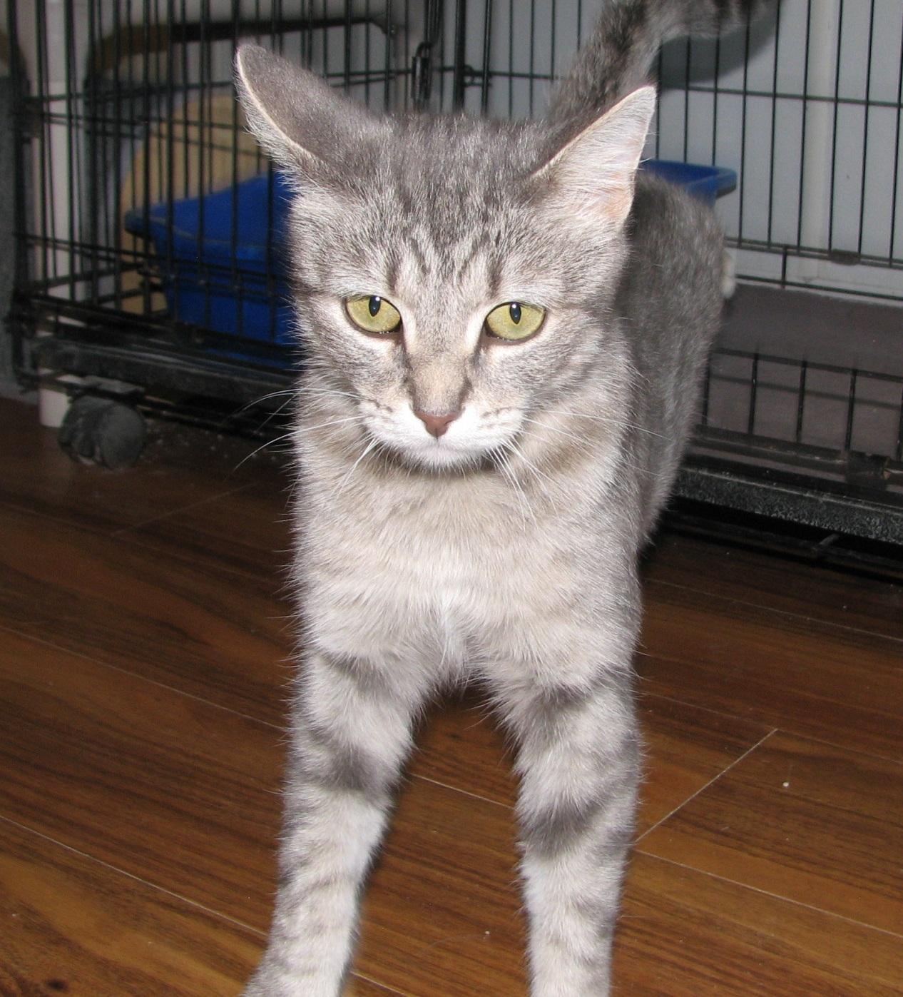 Enlarge 5488 Stacy, a ADOPTABLE Tabby in Lawrenceburg, KY image 5/6