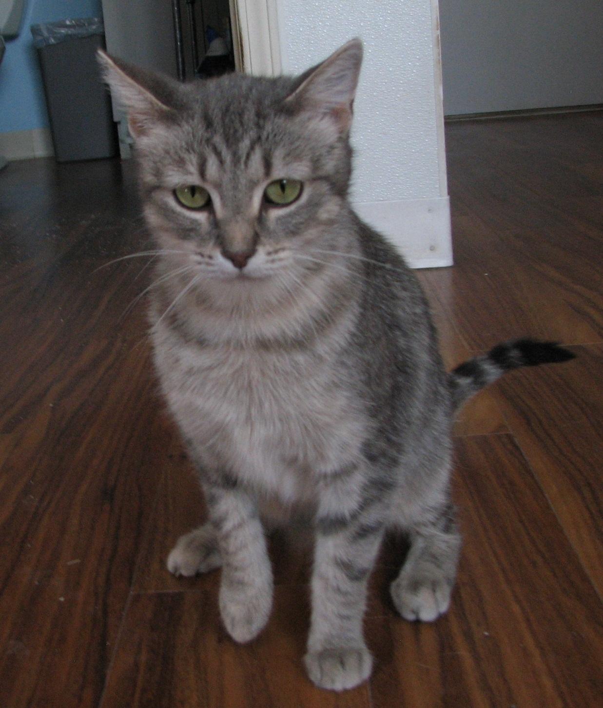 Enlarge 5488 Stacy, a ADOPTABLE Tabby in Lawrenceburg, KY image 4/6