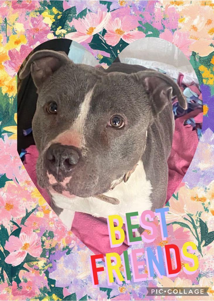 Princess, a Adoptable American Staffordshire Terrier in Fort atkinson, WI image 1/4